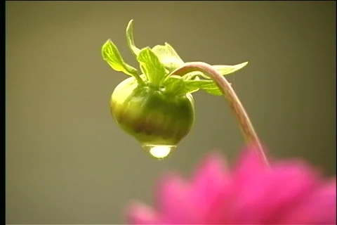 Dew Drips off Flower bud Video stock 343534