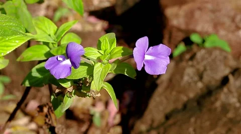 Dew Drop On A Beautiful Flower Stock Footage
