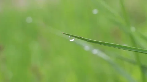 Dew drop on a blade of grass. A drop of dew on green grass in the early morning Stock Footage 152160300