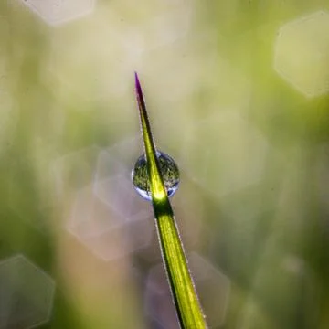 Dew drop on a blade of grass Stock Photos