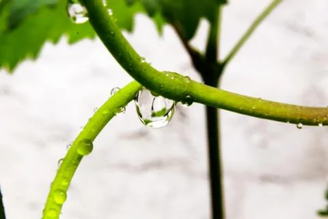 A dew drop close up on a grape branch. Stock Photos