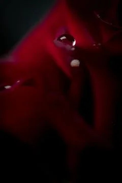Dew drop close-up on a red rose petal on a dark background. Rose petals close Stock Photos