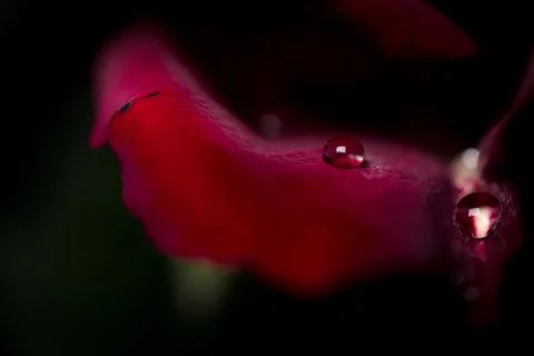 Dew drop close-up on a red rose petal on a dark background. Rose petals close Stock Photos