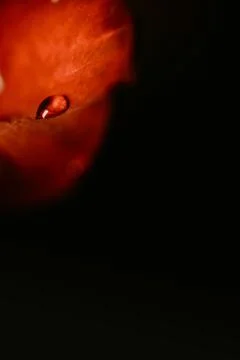 Dew drop close-up on a red rose petal on a dark background. Rose petals close Stock Photos