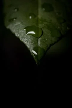 Dew drop close up on the tip of a green leaf on a dark background Stock Photos