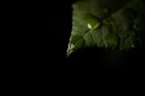 Dew drop close up on the tip of a green leaf on a dark background Stock Photos