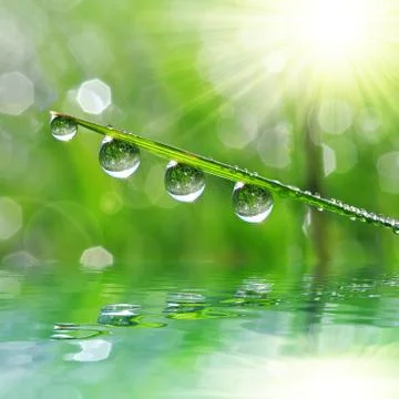  dew drop closeup Stock Photos