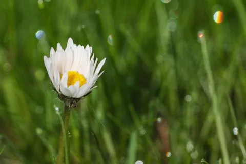 Dew drop on daisy flower Stock Photos