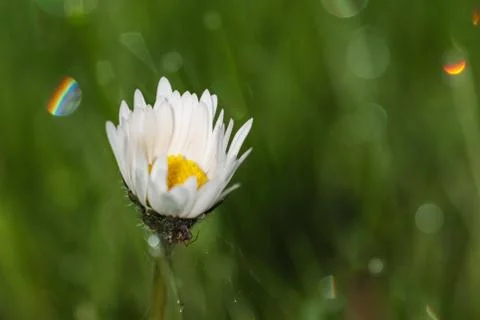 Dew drop on daisy flower Stock Photos