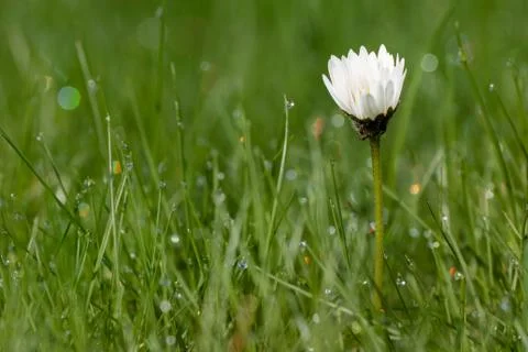 Dew drop on daisy flower Stock Photos