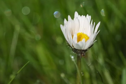 Dew drop on daisy flower Stock Photos