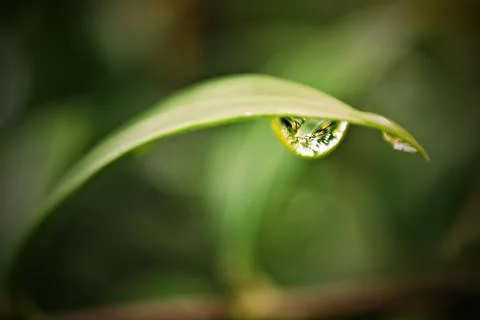 Dew Drop Detail on a Leaf Stock Photos