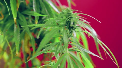 A Dew Drop falls from a green leaf. Hemp on the screen for keying Stock Footage 145626640