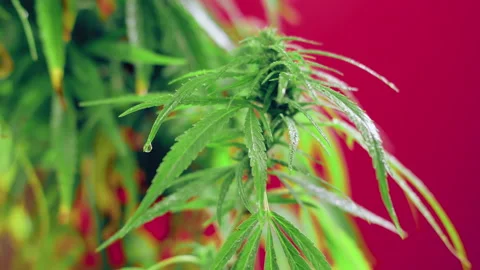 A Dew Drop falls from a green leaf.  Big Cannabis bud  on a chroma key Stock Footage 145627161