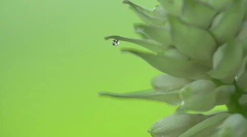 Dew Drop on Flower Stock-Footage 51063558
