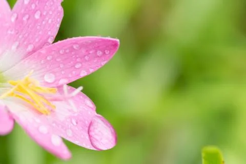 Dew drop on flower Stock Photos