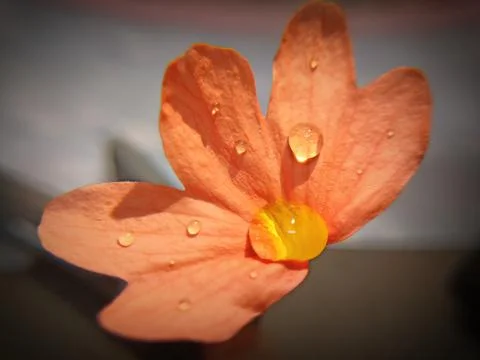 Dew Drop Flower Stock Photos