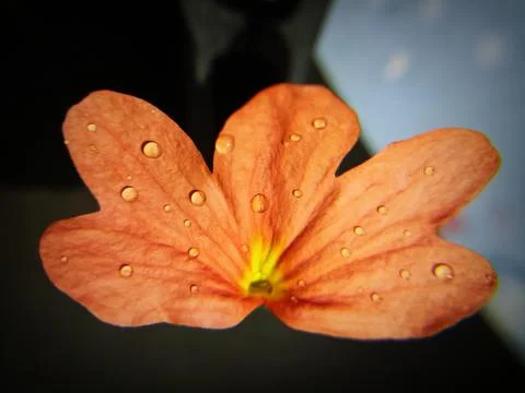 Dew Drop Flower 스톡 사진