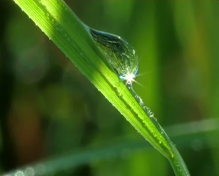 Dew drop Video stock 671718