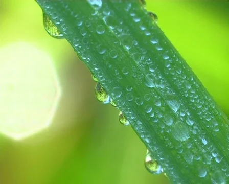 Dew drop Видео 671724
