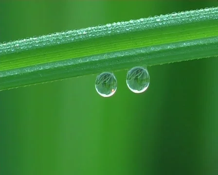 Dew drop Vídeo Stock 671735