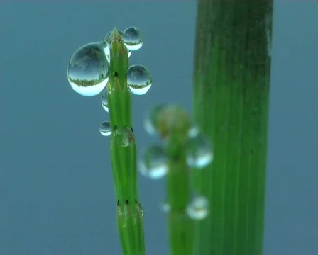 Dew drop Video stock 671745