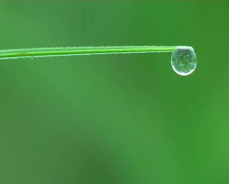 Dew drop Vídeo Stock 671747
