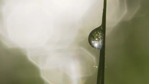 Dew drop Stock Footage 108253337