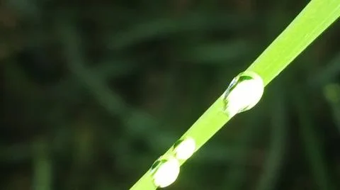 Dew Drop on Fresh Green Leaf Tip in Morning Stock Photos