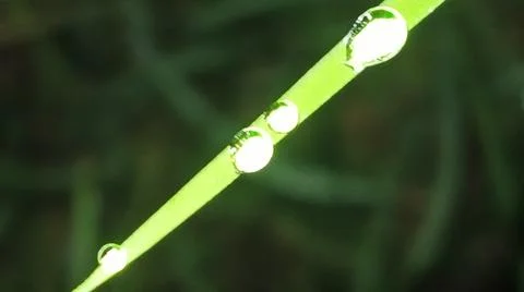 Dew Drop on Fresh Green Leaf Tip in Morning Stock Photos
