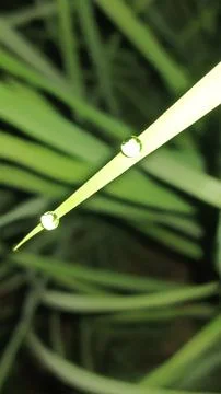 Dew Drop on Fresh Green Leaf Tip in Morning Stock Photos