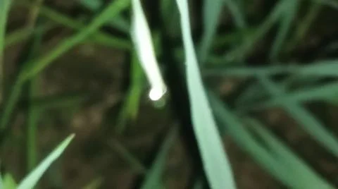 Dew Drop on Fresh Green Leaf Tip in Morning Stock Photos