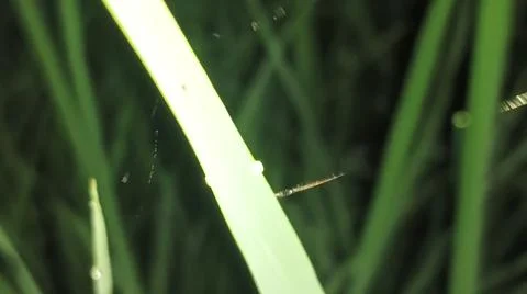 Dew Drop on Fresh Green Leaf Tip in Morning Stock Photos
