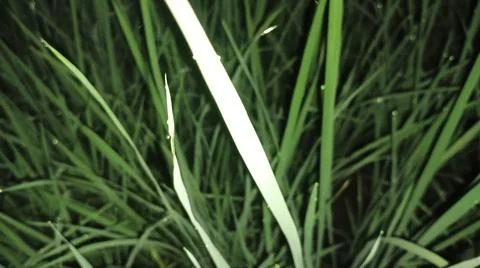 Dew Drop on Fresh Green Leaf Tip in Morning Stock Photos