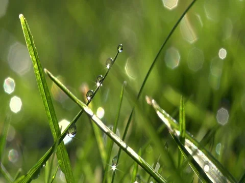 Dew drop on fresh spring grass as the frost melts Stock-Footage 72492694