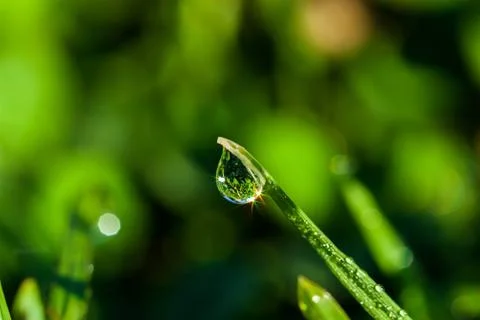 Dew drop on grass beautiful reflection Stock Photos