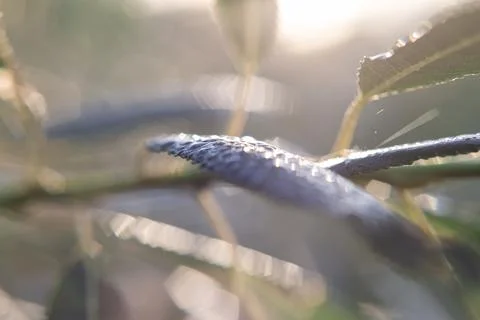Dew drop on grass close up Stock Photos