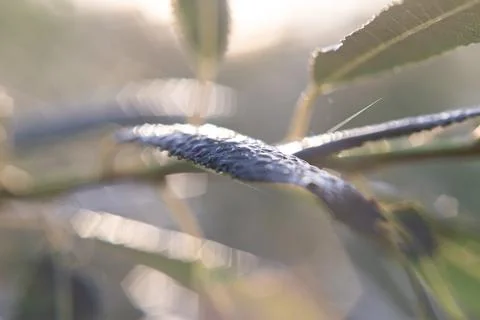 Dew drop on grass close up Stock Photos