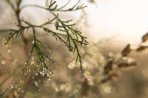 Dew drop on grass close up Stock Photos