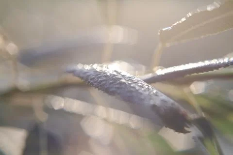 Dew drop on grass close up Stock Photos