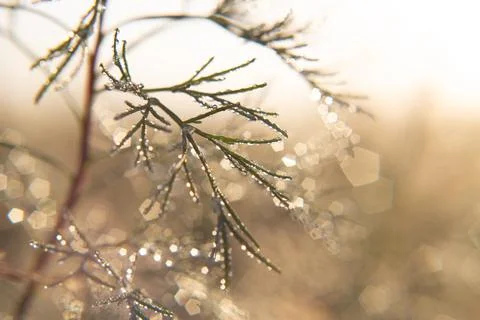 Dew drop on grass close up Stock Photos