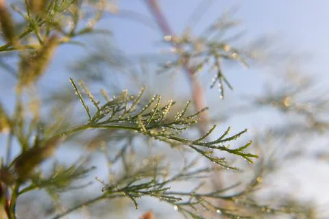 Dew drop on grass close up Stock Photos