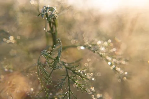 Dew drop on grass close up Stock Photos