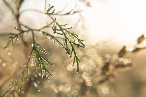 Dew drop on grass close up Stock Photos