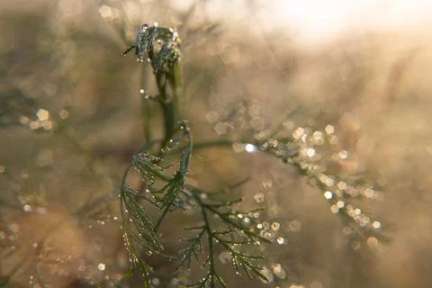 Dew drop on grass close up Stock Photos