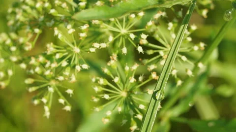 Dew drop on grass Stock Footage 40625611