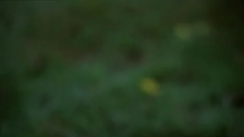 Dew drop on grass. Stock Footage 83254239