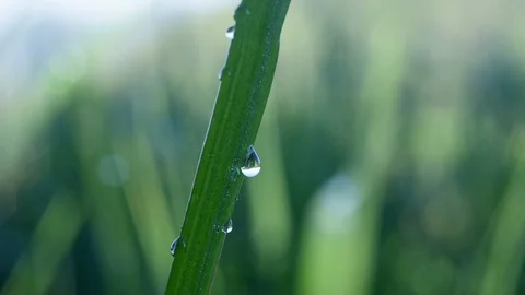 Dew Drop on Grass Video stock 91418214