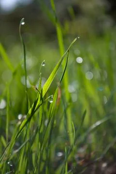 Dew drop on grass Stock Photos