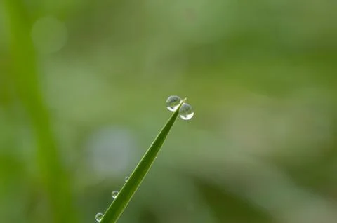Dew drop on grass Stock Photos